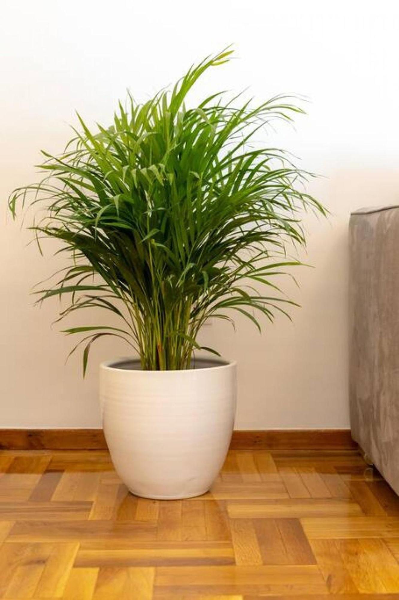 Koukaki Lux 2Bd 1Master Ap Next To Acropolis Apartment Athens Ngoại thất bức ảnh